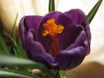 Viola  