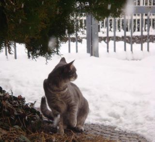 Gatta e neve  
