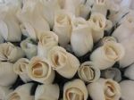 Rose d'amore