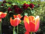 Amare