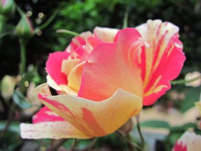 Il canto di Romeo