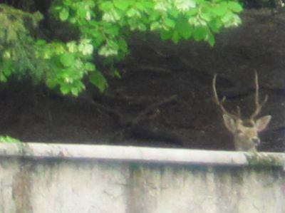 Cervo in citt�