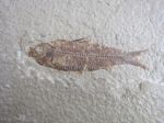 Davanti al pesce fossile