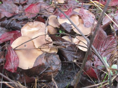 Funghi