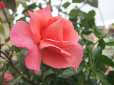 Rose d'amore