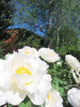 Peonie