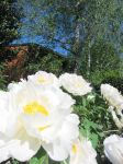 Peonie