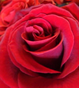 Rosa d'amore