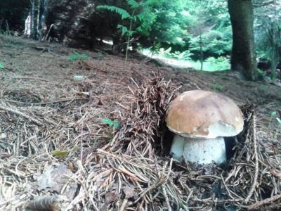 La cerca dei funghi