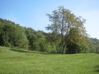 Fili d'erba