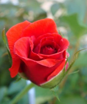 Per Amore