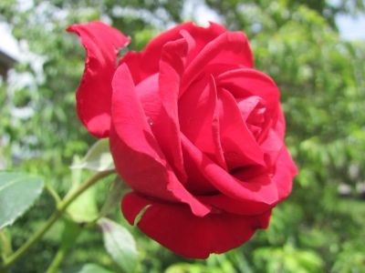 Non pi� rose