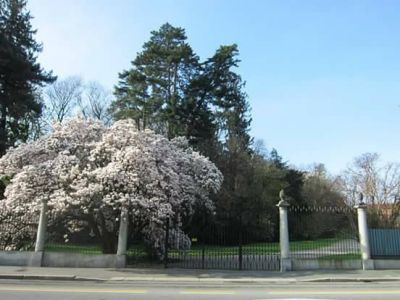 Vecchia magnolia