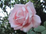 Cos� rosa