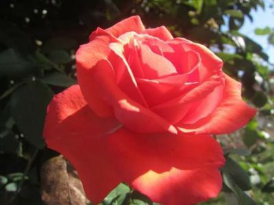 Amore e lenzuola