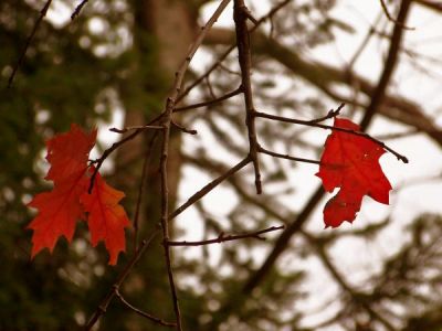 Autunno  