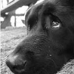 Ha freddo il cane  