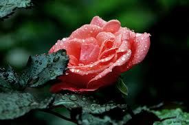 Rosa bocca di donna