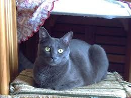 Il gatto