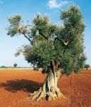 Terra rossa