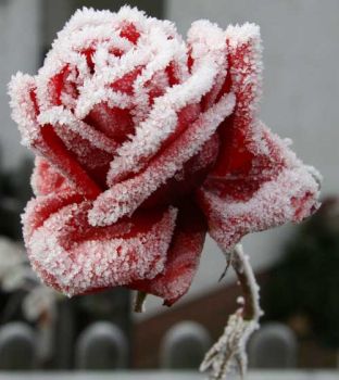 Una fredda passione