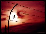 Come le fredde inferriate di un carcere