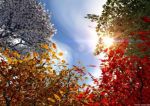 Magia d�Autunno!