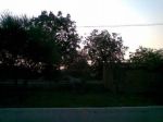 Foglia