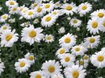 Carezze di libert�