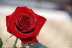 Questo fiore nascente  