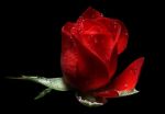Cos'� una Rosa?