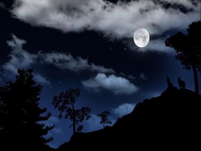 Genziana � la notte