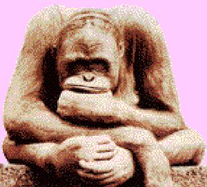Il pi� stupido  