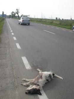 Come un cane  