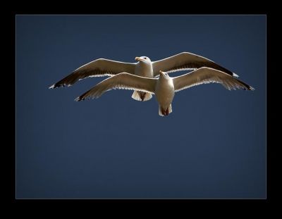 Sto volando con te