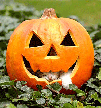 Zucca fatata