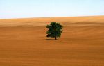 Ha dimora nel deserto