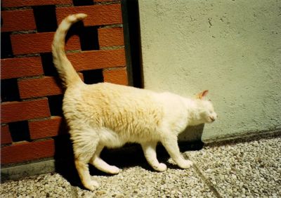 A Pablo  