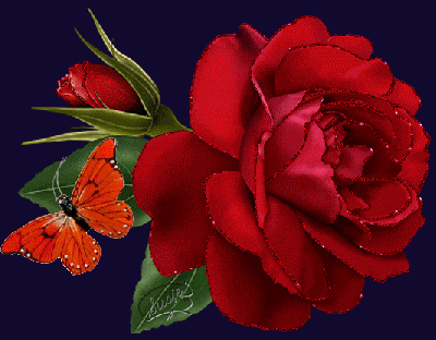 La rosa e la farfalla