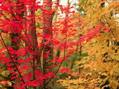 Sole d'autunno