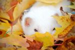 Era quasi autunno