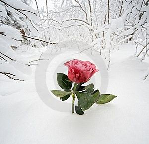 Il mio amore