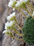 Saxifraga Selvatica (Ricordi)