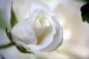 E' una rosa che vive