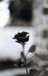 Un pianto di rose  