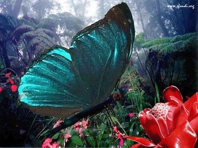 Farfalla  