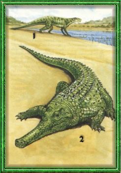 Coccodrillo  