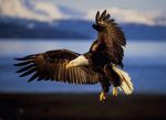 Aquila  