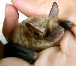 Pipistrello  