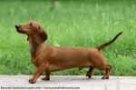 Cane "bassotto"  